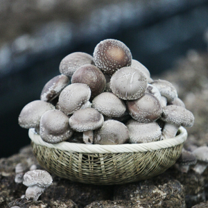 단풍골표고버섯(생)