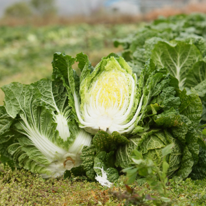 절임배추 20kg(8~10포기)[예약주문접수][원하시는 배송날짜 배송메시지란에 기재 부탁드립니다.]    11월1일~11월30일까지만 예약발송가능