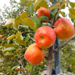 부사 사과 3kg, 5kg, 10kg