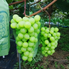 샤인머스캣 4kg