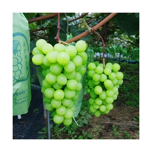 샤인머스캣 2kg, 4kg