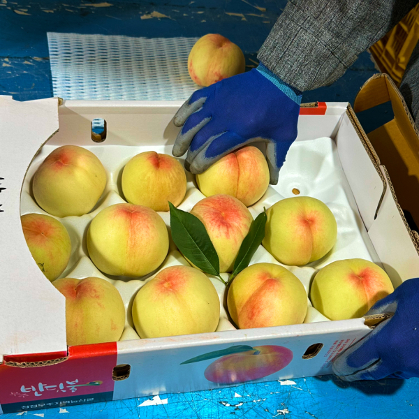 복숭아(백도, 황도) 2kg, 4kg